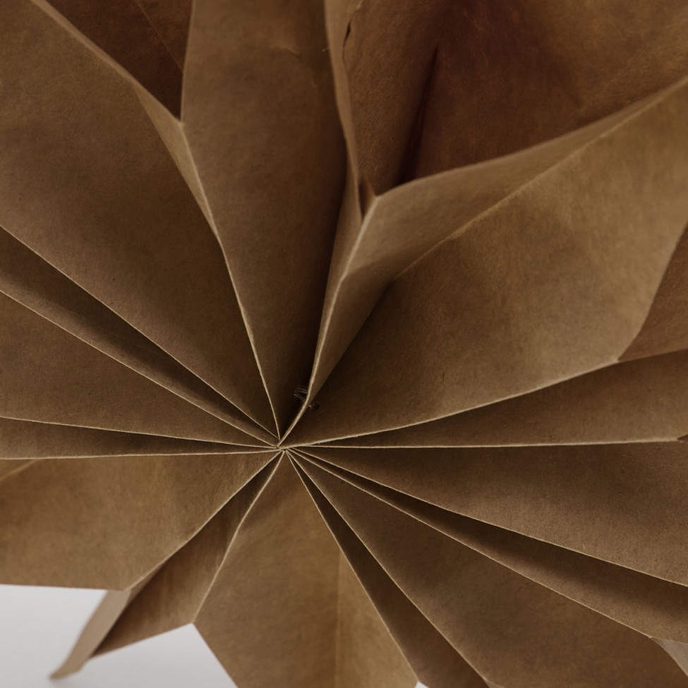 Julstjärna 'Capella' L - Naturaleza