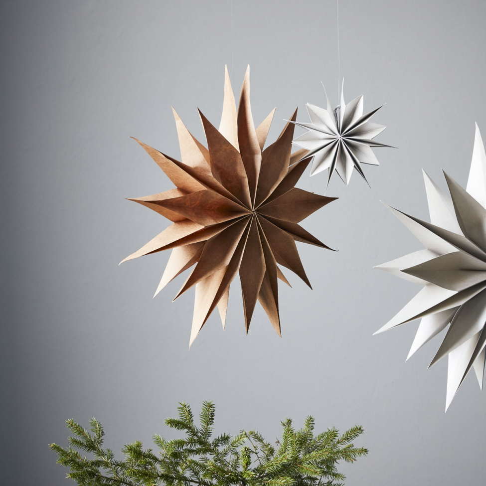 Julstjärna 'Capella' L - Naturaleza