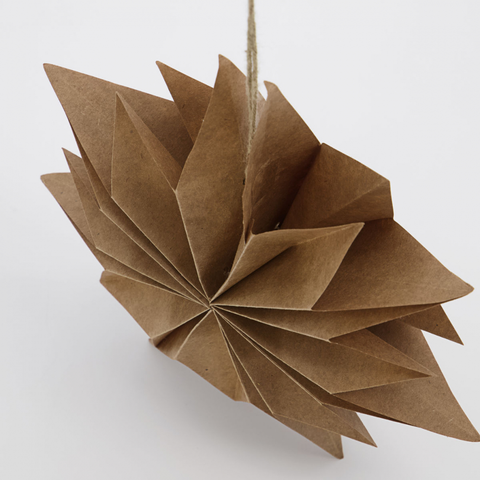 Julstjärna 'Capella' S - Naturaleza