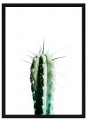 Póster - \'Cactus\'