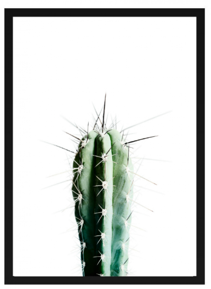 Póster - \'Cactus\' en el grupo Decoración / Decoración / Cuadros y pósters con Reforma (Poster_Kaktus)
